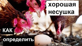 Хорошие куры несушки - Какие куры несут много яиц. Как определить хорошую несушку