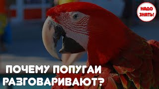 Почему попугаи разговаривают?