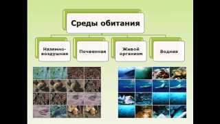 Среда обитания организмов