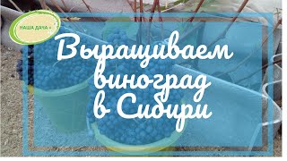 Выращиваем виноград в Сибири. Опыт Матвеевой Оксаны. Часть 2.