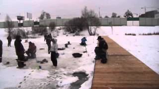 Альпийская форель 2015  г  Видное