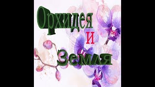 #Орхидея посажена в землю?, пересадка орхидеи из земли в смешанный грунт.
