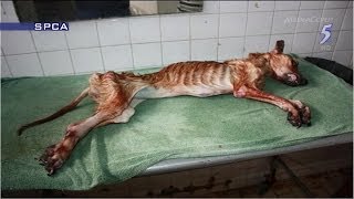 Businessman handed maximum $10,000 fine for dog abuse - 24Apr2014