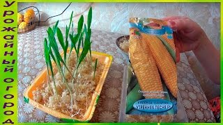 РАССАДА КУКУРУЗЫ В ОПИЛКАХ!ОТЛИЧНЫЙ СПОСОБ!