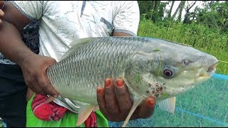 Big Rohu Fishing Videos By Primitive Fishing Guru