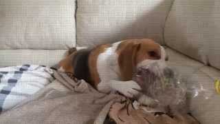 Dog Gets a Bottle Surprise : Cute Dog Louie The Beagle