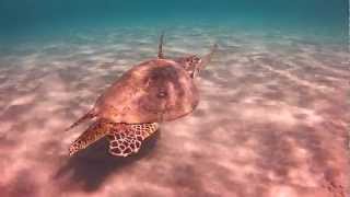 Tortue marine à TABA ( hotel Marriott EGYPTE)