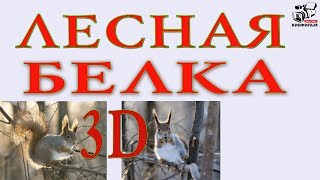 Чем привлекает нас лесная белка. Как правильно кормить белок