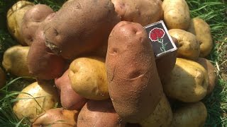 Как правильно выращивать картофель.(ведро с куста)