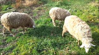 Овцы "Александровская многоплодная". Редкие породы овец.