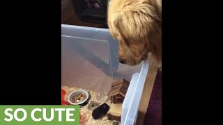 Golden Retriever intently watches over his little mouse friend