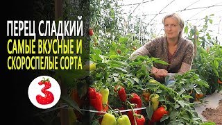 ПЕРЕЦ самые вкусные и быстрые перцы, какие сорта брать на сезон.