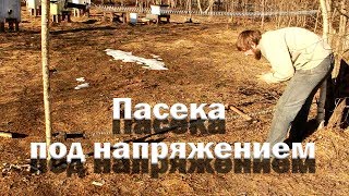 Пасека под напряжением.