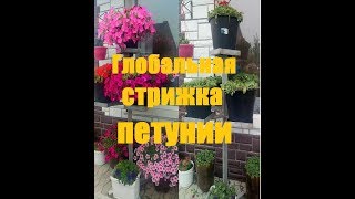 Глобальная стрижка петунии