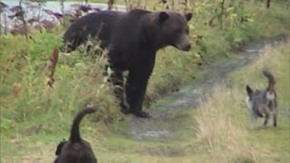 2 BRAVE DOGS SCARE AWAY GRIZZLY BEAR TIME AND AGAIN