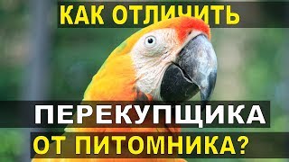 Как отличить настоящий питомник попугаев от перекупщиков?