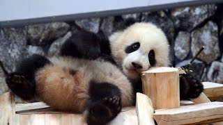 【連続すべり台♪】パンダの結浜?すべっては飼育員さんにかけ寄る！【もういっか~い♪】Giant Panda Baby -Yuihin-☆Yuihin run up to the caretaker