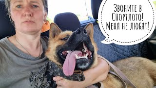 Как Пёс Кубик на пикапе в город ездил учиться быть хорошим мальчиком
