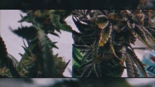 Silver - " THC " ( Official Smoking Video ) Cannabis Cactus
