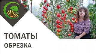 Обрезка томатов: листьев и пасынков