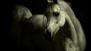 Арабские скакуны