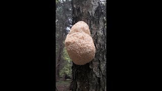 Пошёл в лес за грибами и увидел на дереве необычной красоты чудо гриб!