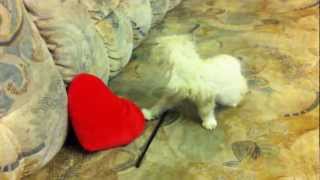 Jascha kleiner Kater. кот яша. Cat ЧУДО echt süß