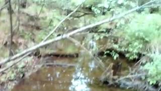 Ручей в сибирском медвежьем лесу. Болото. Видео природы.
