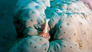 Anilao, Batangas, Philippines 菲律賓, 阿尼洛 - Scuba Diving Trip, Canon S110