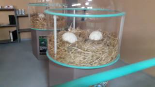 как сделать гомункула, homunculus experiment laboratory