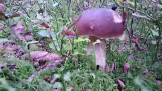 Porcini! Godsend 2015!  Boletus edulis [4k]