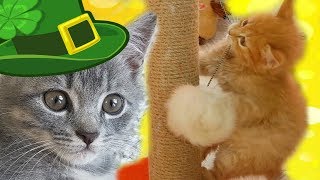 УТРО СПАСЕННЫХ КОТЯТ ГЛАЗАМИ КРОЛИКА ЛЁЛИКА И КОТА МАКСА. Один день с камерой для кошек и собак
