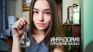 Кормление малька инфузорией | Мальки гуппи