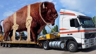 Incredible modern farming transport truck technology. Amazing cow trimming milking harvest machine