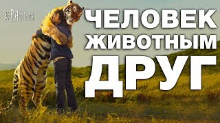 Почему он его не съел? 10 невероятных историй о дружбе людей с дикими животными