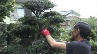 玉散らしの剪定