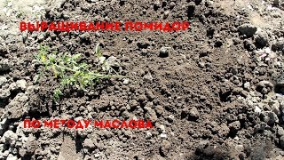 Посадка помидор по методу Маслова