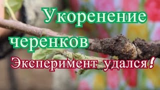 Укоренение черенков. Эксперимент удался.