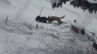 Fox Kits Day after big Snow