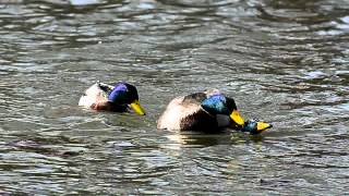 Gay Ducks