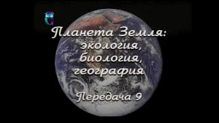 Передача 9. Экосистема хвойных и широколиственных лесов