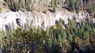 Riding Mules / Horses Flattop Wilderness of western Colorado at 10,000 feet