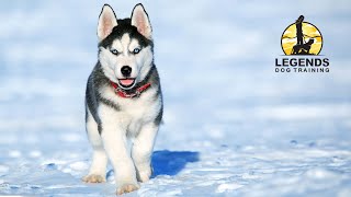 Siberian Husky Puppy: Leash Training