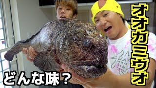 北海道で釣れたオオカミウオを捌いて食べてみた#7