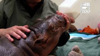 Premature Baby Hippo Fiona Gets a Bigger Bottle - Cincinnati Zoo