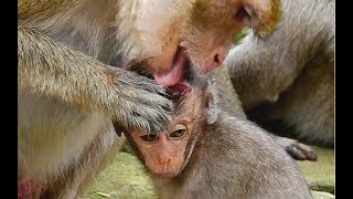 Million meaning of love, Old mom so worry wound on head Lori give good care to baby.