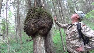 Поиск золотых самородков !!! Gold Nugget Search (Часть 2)
