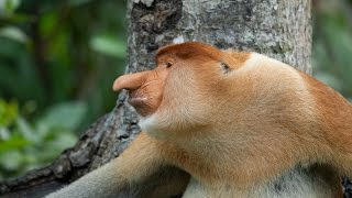 Носач, или Кахау (лат. Nasalis larvatus)