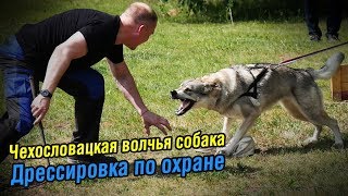 Чехословацкая волчья собака | Дрессировка по охране вещи