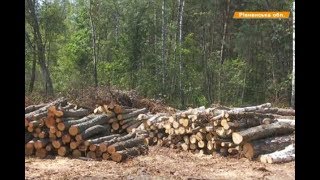 Больные люди! Почему уничтожают гектары леса вокруг Гуты